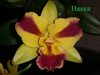 Potinara Burana Beauty 'Burana' 